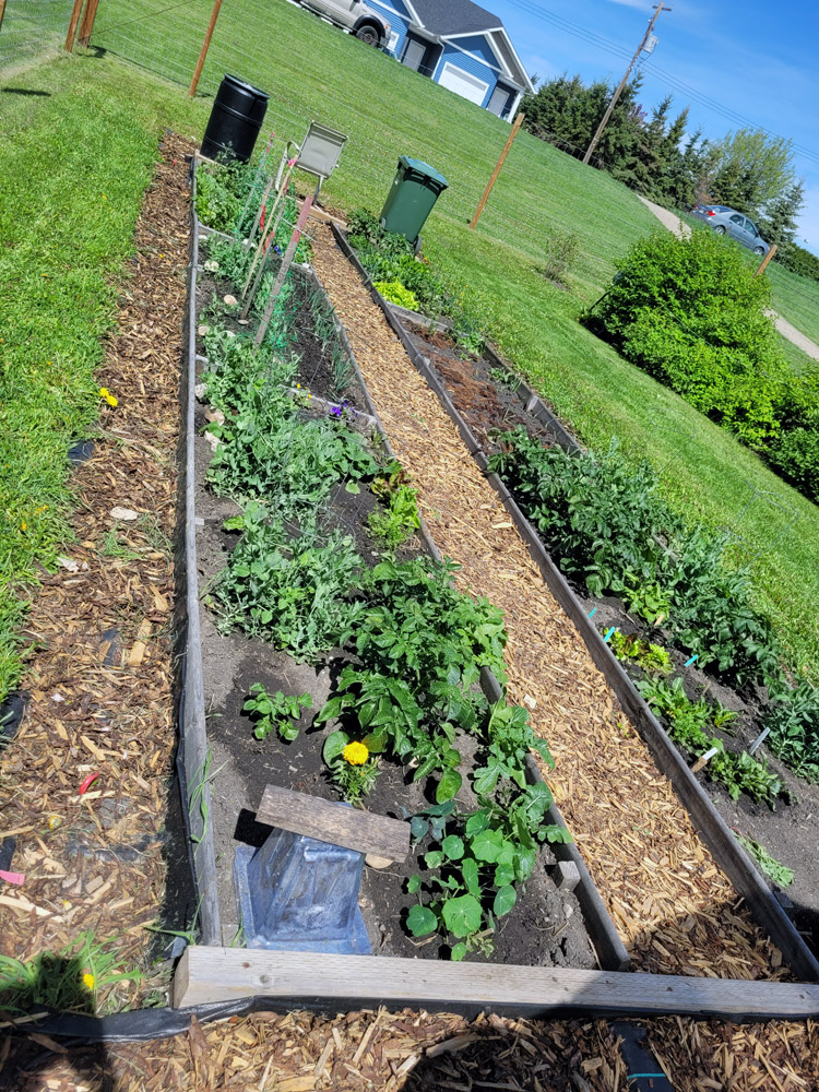 North Garden - Greenhouse Beds - Image 2